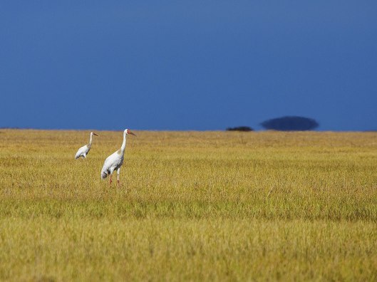 Gru siberiane in Yakutia 